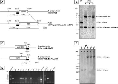 Synthesis of the Hydroxamate Siderophore Nα-Methylcoprogen B in Scedosporium apiospermum Is Mediated by sidD Ortholog and Is Required for Virulence